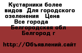 Кустарники более 100 видов. Для городского озеленения › Цена ­ 70 - Все города  »    . Белгородская обл.,Белгород г.